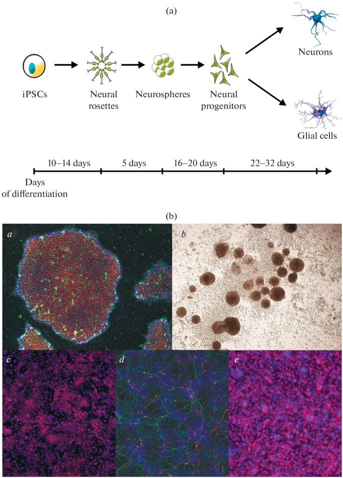 Induced Pluripotent Stem Cells: A Unique Model for Studying the Human ...
