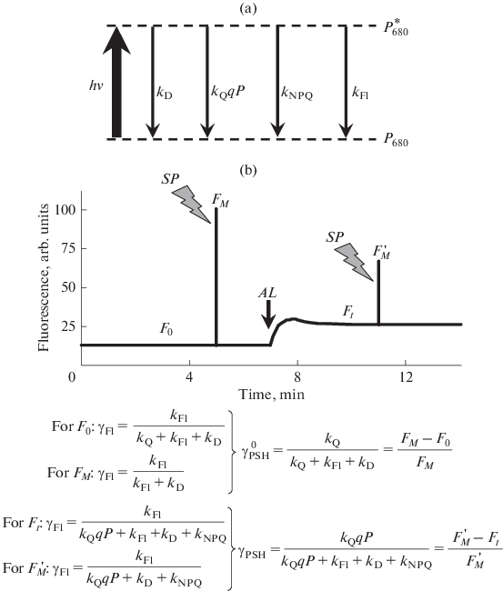 Mathematical Modeling Of Photosynthesis And Analysis Of Plant Productivity Springerlink