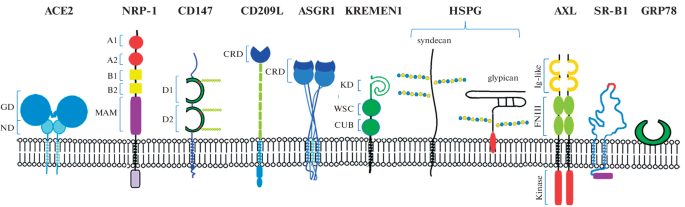 CD209L/L-SIGN and CD209/DC-SIGN Act as Receptors for SARS-CoV-2