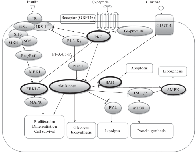 Molecular Mechanisms of Action and Physiological Effects of the Proinsulin C -Peptide (a Systematic Review) | SpringerLink