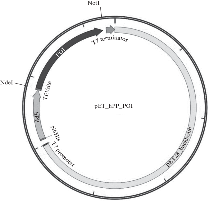 Construction of Expression Vectors for Efficient Production of ...