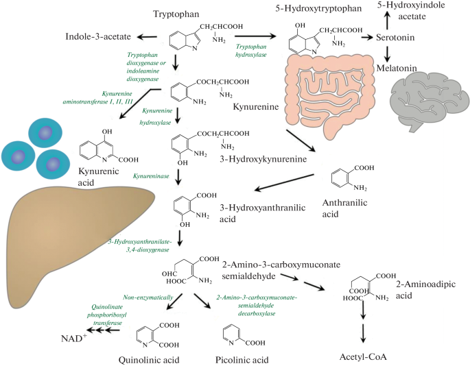 Procarcinogenic Characteristics of Tryptophan Metabolism in Obese ...