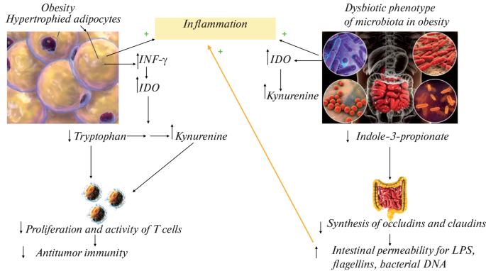Procarcinogenic Characteristics of Tryptophan Metabolism in Obese ...