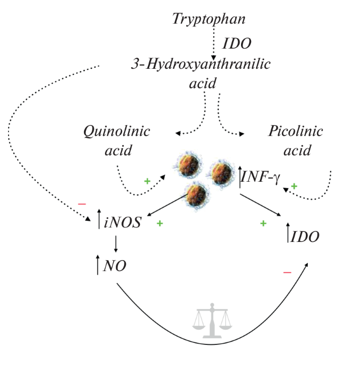 Procarcinogenic Characteristics of Tryptophan Metabolism in Obese ...