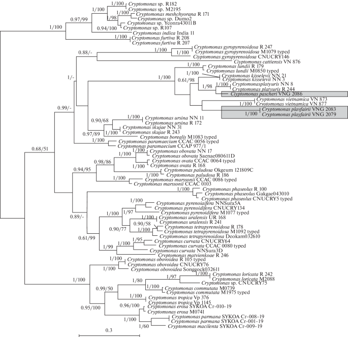 Cryptophta Structure Two New Species of the Genus Cryptomonas (Cryptophyta: Cryptophyceae ...