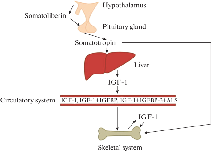 Associations of IGF-1 and IGFBP-3 with Aging and the Development of Age ...
