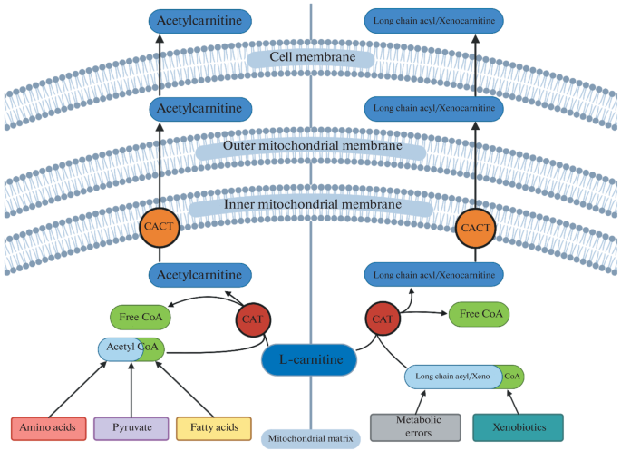 The Signaling Role of Several Mitochondrial Metabolites in the ...