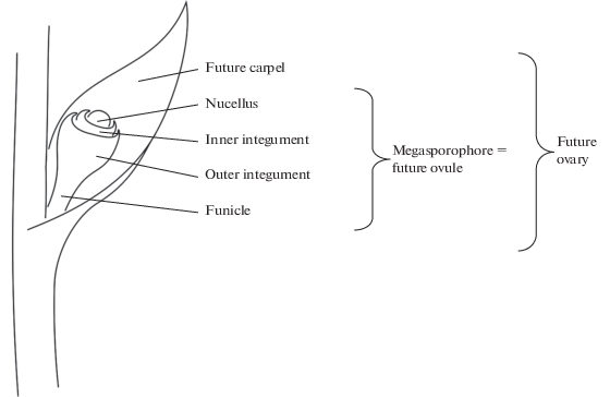 Gnetum And Nymphaeaceans As Models For A Scenario Of The Origin Of Morphotype Of Flowering Plants Springerlink