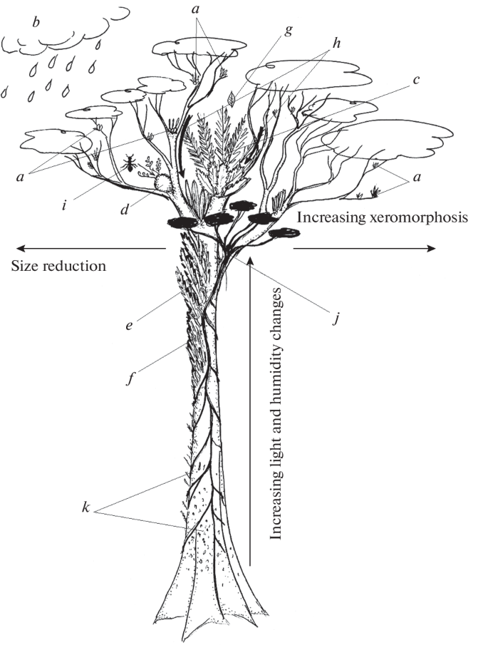 PDF) An updated checklist of vascular epiphytes in the Darjeeling