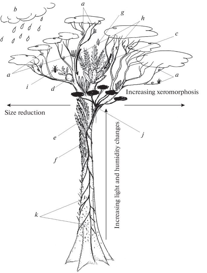 epiphyte plant drawing