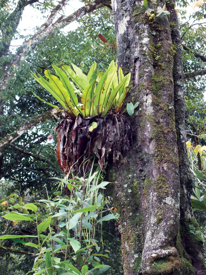 PDF) Vascular epiphytic community along elevational zone in sub-tropical  forest ecosystem