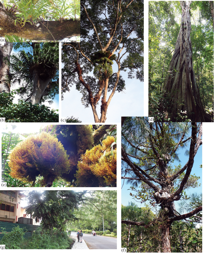 PDF) Vascular epiphytic community along elevational zone in sub-tropical  forest ecosystem