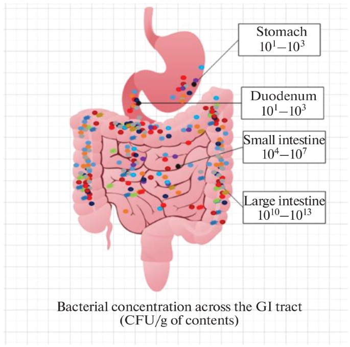 Decoding the Influence of Gut Microbial Enzymes on Drug Metabolism ...