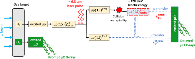 The FAMU experiment: muonic hydrogen high precision spectroscopy studies |  The European Physical Journal A