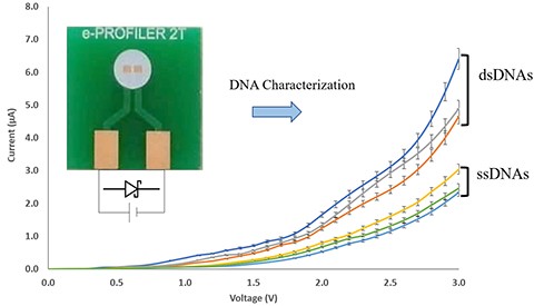 Understanding The Electronic Properties Of Single And Double Stranded Dna Springerlink