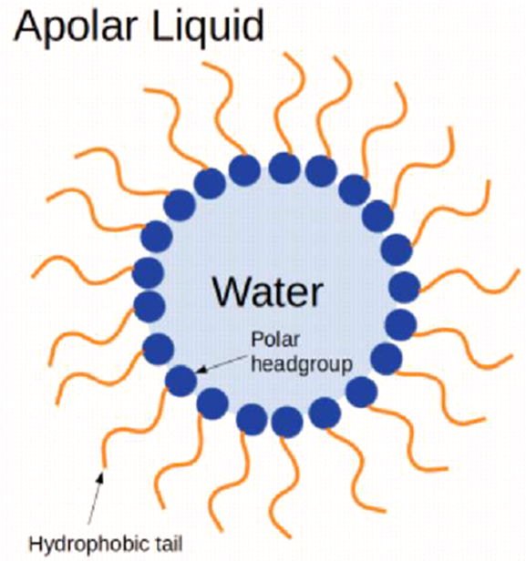 Exploring the Nanostructures Accessible to an Organic Surfactant  Atmospheric Aerosol Proxy