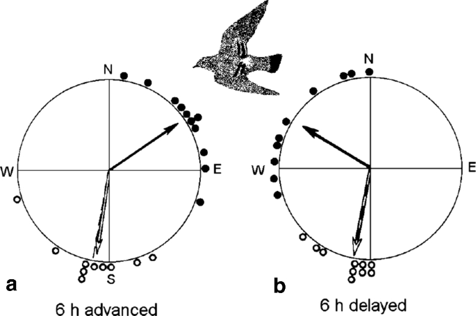 Animal navigation: how animals use environmental factors to find their way  | The European Physical Journal Special Topics