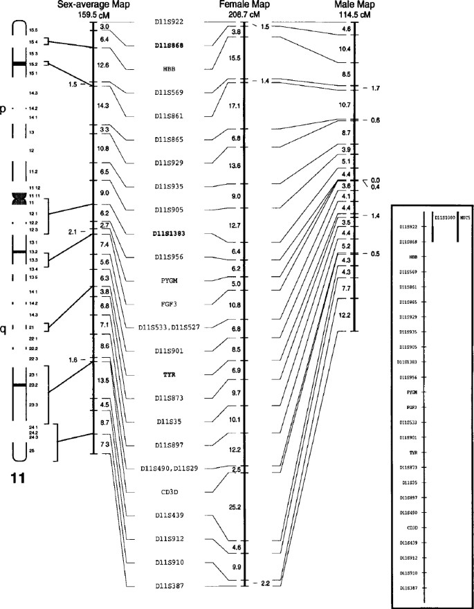 European Gene Mapping Project Eurogem Genetic Maps Based On The Ceph Reference Families European Journal Of Human Genetics