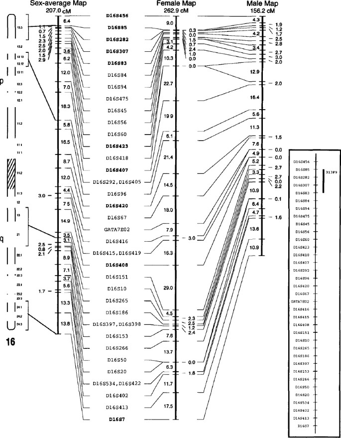 European Gene Mapping Project Eurogem Genetic Maps Based On The Ceph Reference Families European Journal Of Human Genetics