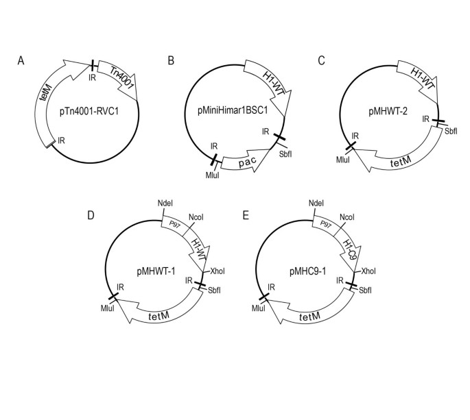 Transposon mutagenesis in Mycoplasma hyopneumoniae using a novel  mariner-based system for generating random mutations | Veterinary Research  | Full Text