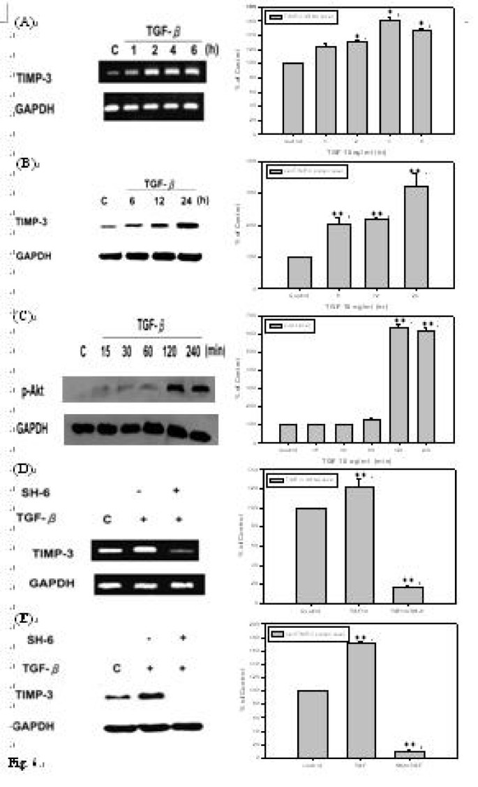 Regulation of MMP-3 expression and secretion by the chemokine eotaxin-1 in  human chondrocytes, Journal of Biomedical Science