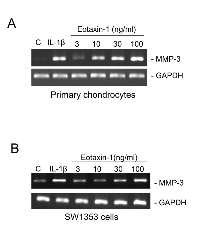 Regulation of MMP-3 expression and secretion by the chemokine eotaxin-1 in  human chondrocytes, Journal of Biomedical Science