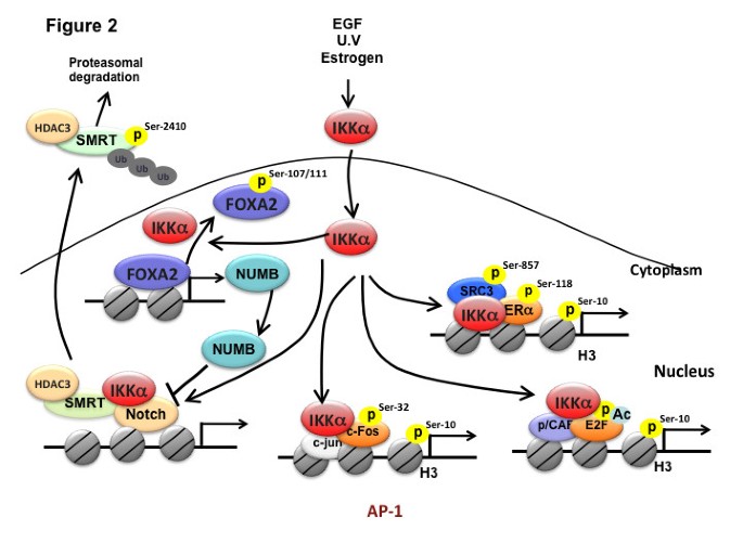 Beyond NF-κB activation: nuclear functions of IκB kinase α | Journal of  Biomedical Science | Full Text