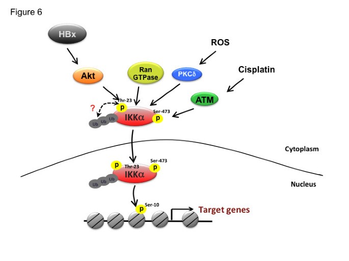 Universiteit slogan vrouwelijk Beyond NF-κB activation: nuclear functions of IκB kinase α | Journal of  Biomedical Science | Full Text