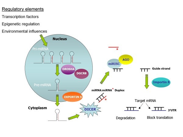 figure 1_991