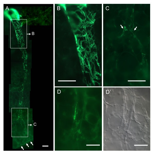 figure 1_484