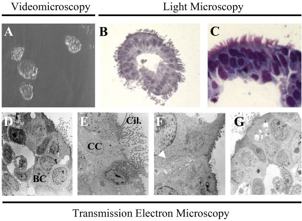 figure 1_624