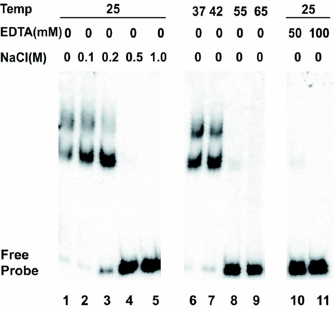 A ~35 kDa polypeptide from insect cells binds to yeast ACS like elements in  the presence of ATP | BMC Biochemistry | Full Text