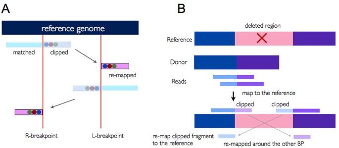 ClipCrop: a tool for detecting structural variations with single-base  resolution using soft-clipping information | BMC Bioinformatics | Full Text