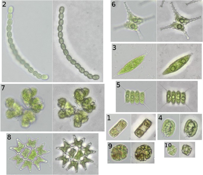 freshwater phytoplankton