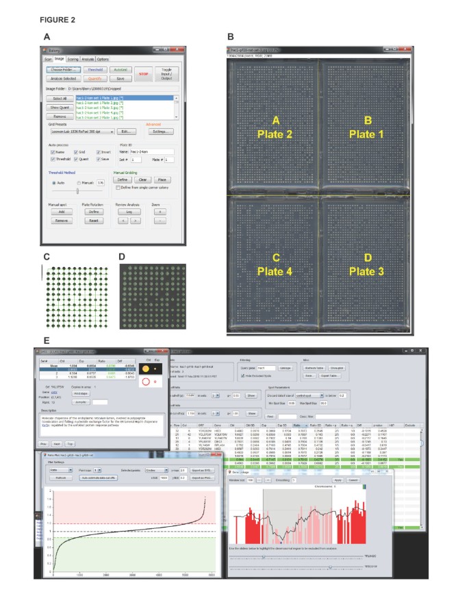 Balony: a software package for analysis of data generated by synthetic  genetic array experiments | BMC Bioinformatics | Full Text