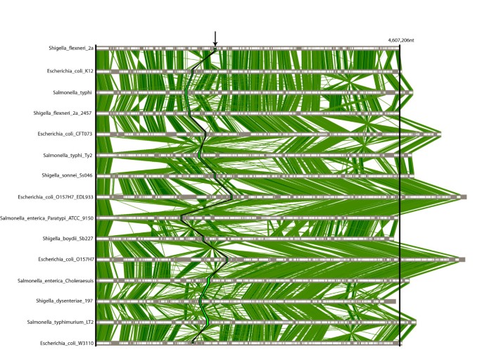 M-GCAT: interactively and efficiently constructing large-scale multiple genome  comparison frameworks in closely related species | BMC Bioinformatics |  Full Text