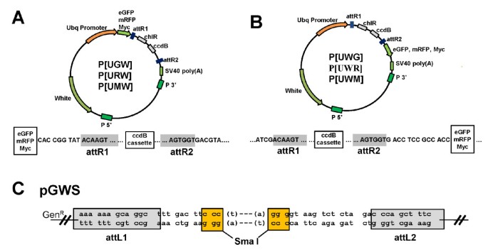 An Entry/Gateway® cloning system for general expression of genes with  molecular tags in Drosophila melanogaster | BMC Molecular and Cell Biology  | Full Text