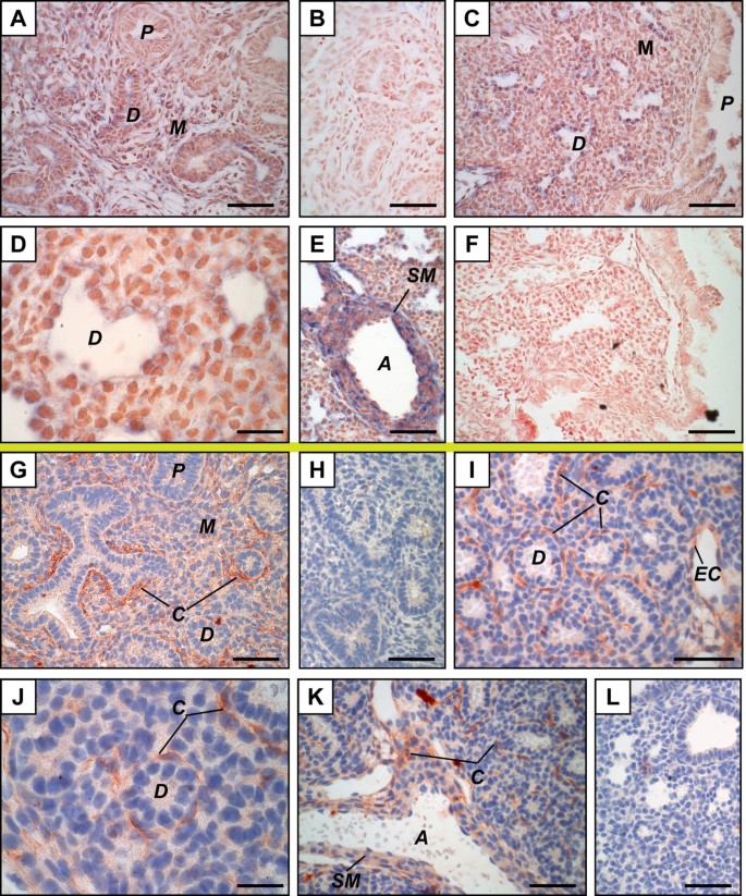 Apolipoprotein C-II and lipoprotein lipase show a temporal and geographic  correlation with surfactant lipid synthesis in preparation for birth | BMC  Developmental Biology