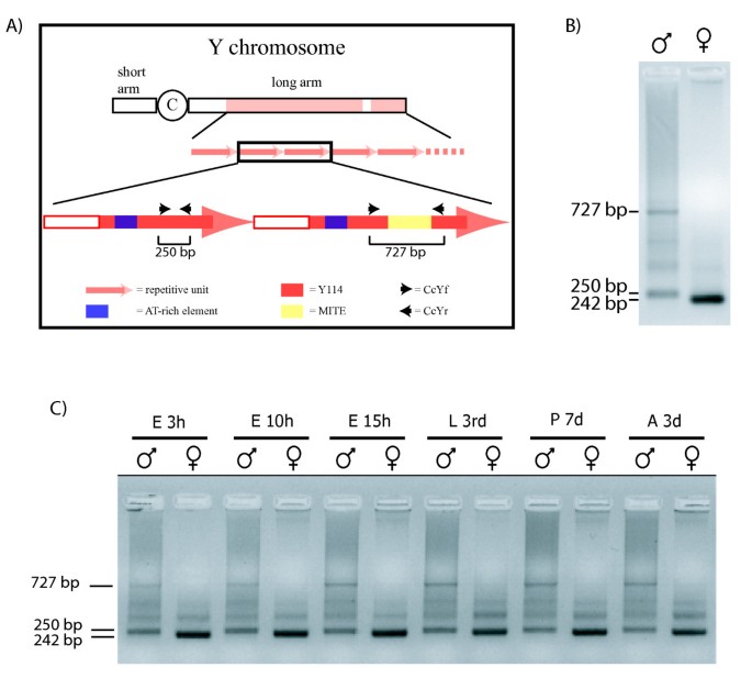 Sex and the single embryo early deveopment in the Mediterranean  