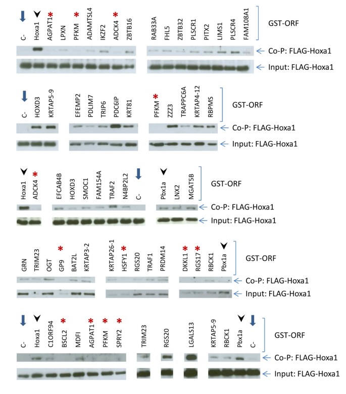 Protein interactions of the transcription factor Hoxa1 | BMC Developmental  Biology | Full Text