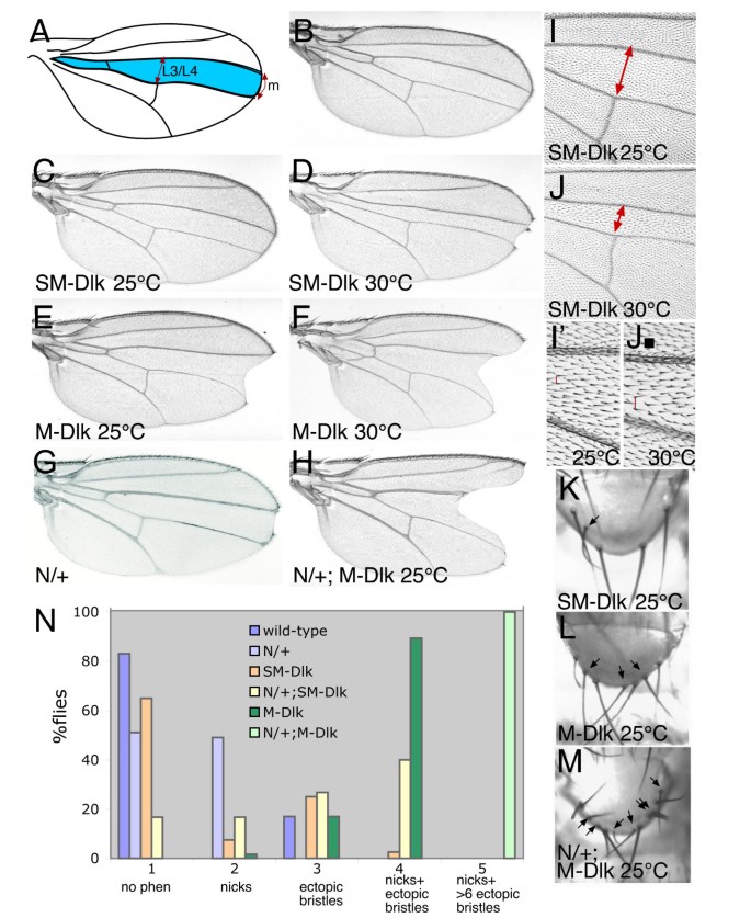 The Atypical Mammalian Ligand Delta Like Homologue 1 Dlk1 Can Regulate Notch Signalling In Drosophila Bmc Developmental Biology Full Text