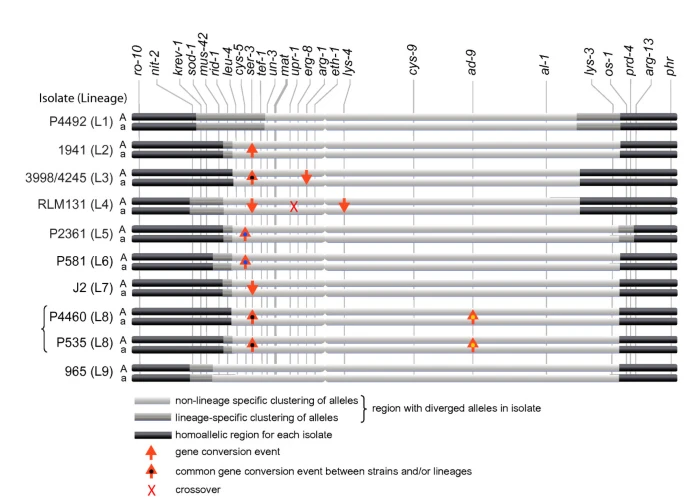 Gene genealogies indicates abundant gene conversions and independent evolutionary histories of the mating-type chromosomes in the evolutionary history of Neurospora tetrasperma