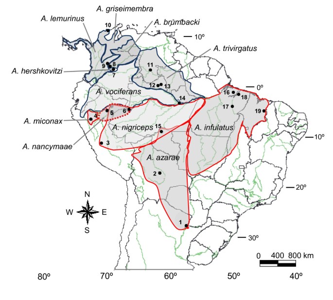 Identification, classification and evolution of Owl Monkeys (Aotus, Illiger  1811) | BMC Ecology and Evolution | Full Text