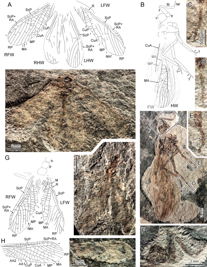 At last, a Pennsylvanian stem-stonefly (Plecoptera) discovered, BMC  Ecology and Evolution