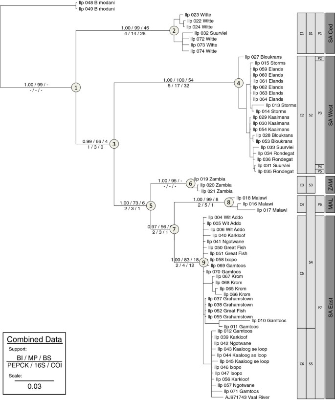 Cryptic variation in an ecological indicator organism: mitochondrial and  nuclear DNA sequence data confirm distinct lineages of Baetis harrisoni  Barnard (Ephemeroptera: Baetidae) in southern Africa | BMC Ecology and  Evolution | Full Text