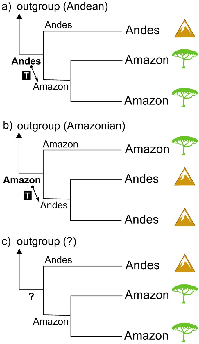 Transitions between Andean and Amazonian centers of endemism in the  radiation of some arboreal rodents | BMC Ecology and Evolution | Full Text