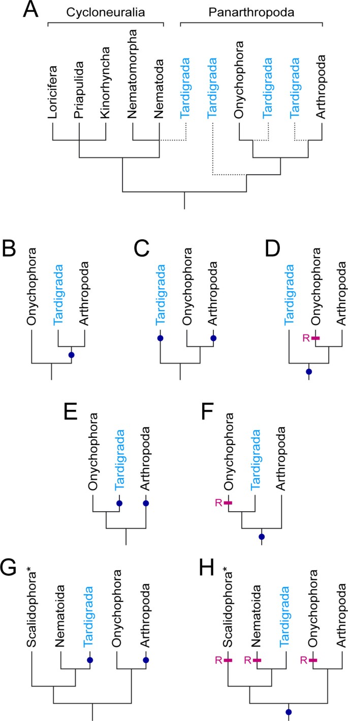 Selective Neuronal Staining In Tardigrades And Onychophorans Provides Insights Into The Evolution Of Segmental Ganglia In Panarthropods Bmc Ecology And Evolution Full Text