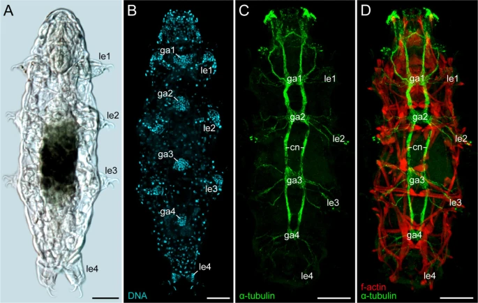 immunofluorescent staining to locate the nervous system and ganglia in a tardigrade. 