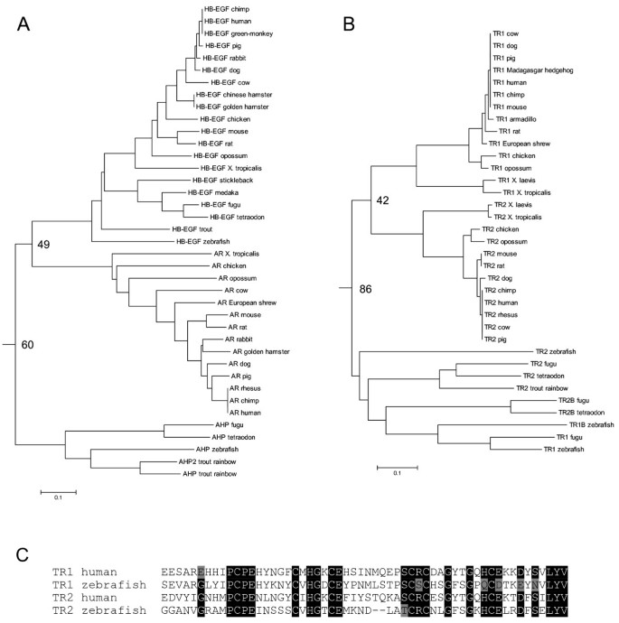 Insights Into The Evolution Of The Erbb Receptor Family And Their Ligands From Sequence Analysis Bmc Ecology And Evolution Full Text