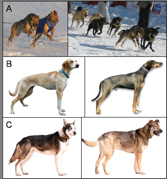 types of racing dogs